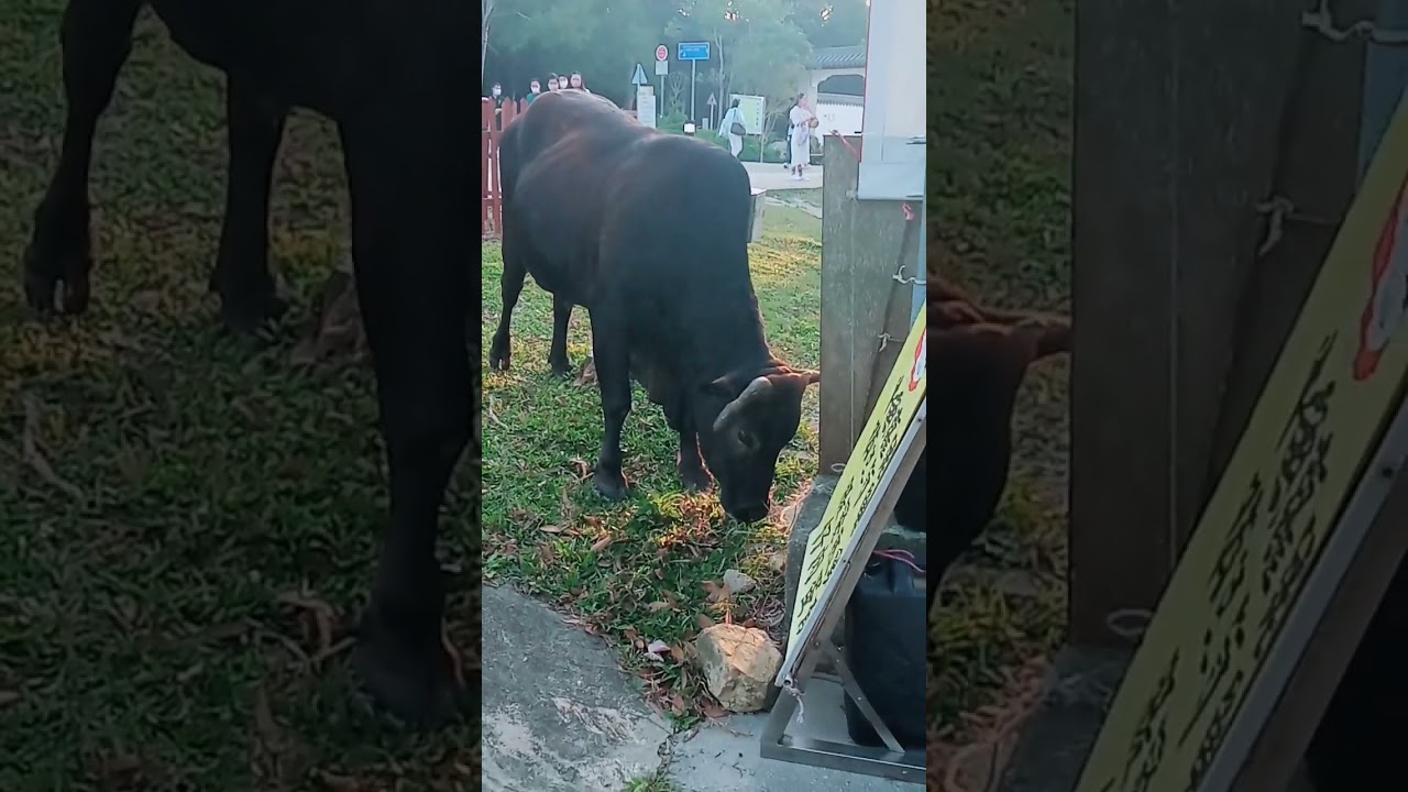 Cow Eating Grass 