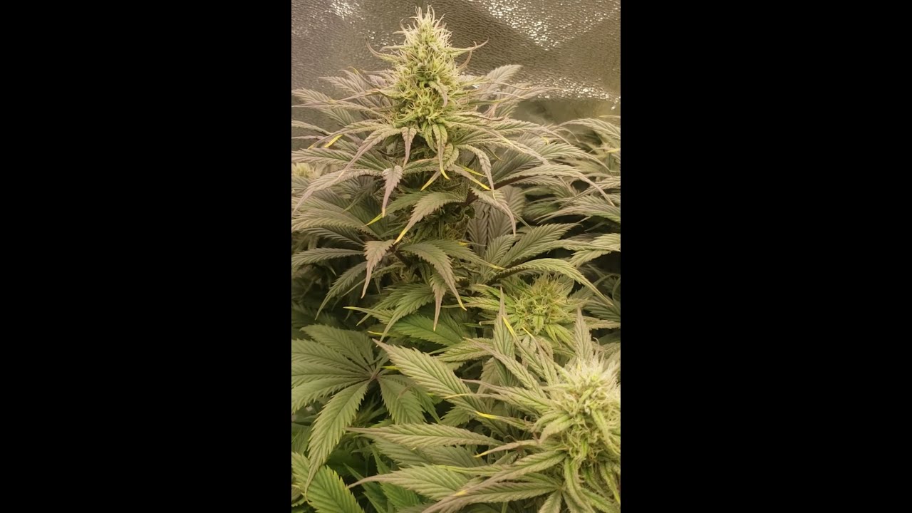 starting to get some big buds and some weird looking buds zskittles autoflower peyote wifi, seedmans