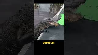 Man Pets A Wild Crocodile
