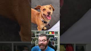 This dog can be adopted from Pup Culture Rescue in Pasadena, CA  | Adoptle Aug 10,  2024