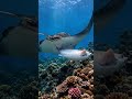 The Whole World, Come See This Moment A Stingray Giving Birth in the Ocean  #WhaleFacts #oceanlife
