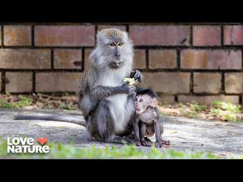 Turf War: The Battle for the Macaque Throne | Macaque Island 101