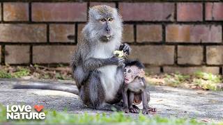 Turf War: The Battle for the Macaque Throne | Macaque Island 101