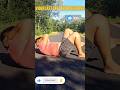 Hiit workout for fat loss no jumping #trending #fatlossexercise #fitness