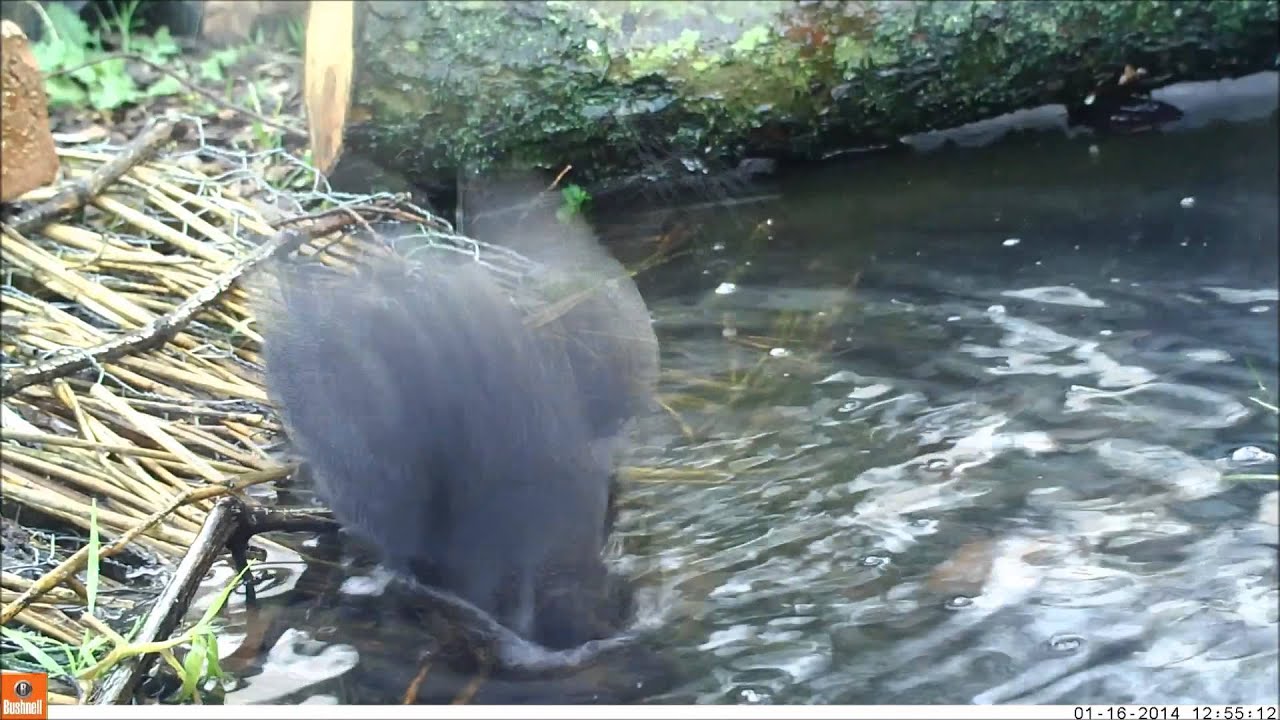 camera iphone 8 plus apk Wildlife Gadgetman - Blackbird Bathing Bushnell NatureView HD MAX