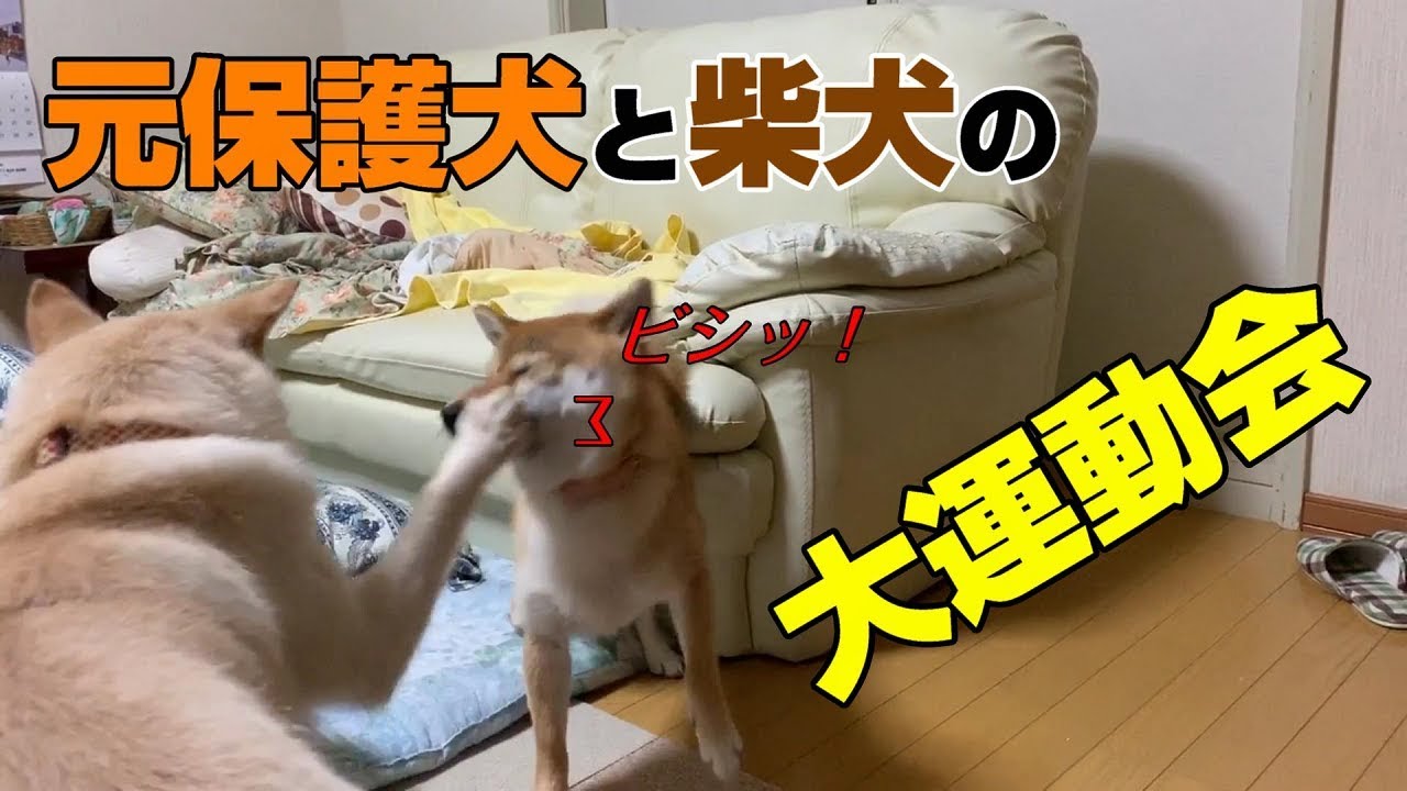 柴犬と元保護犬による真夏の大運動会 Youtube