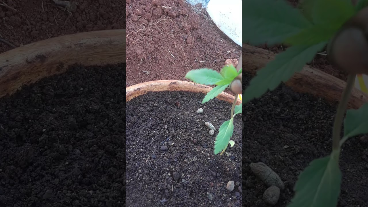 How To Top Your Weed Tree In Jamaica ( Weed  Documentary ) update