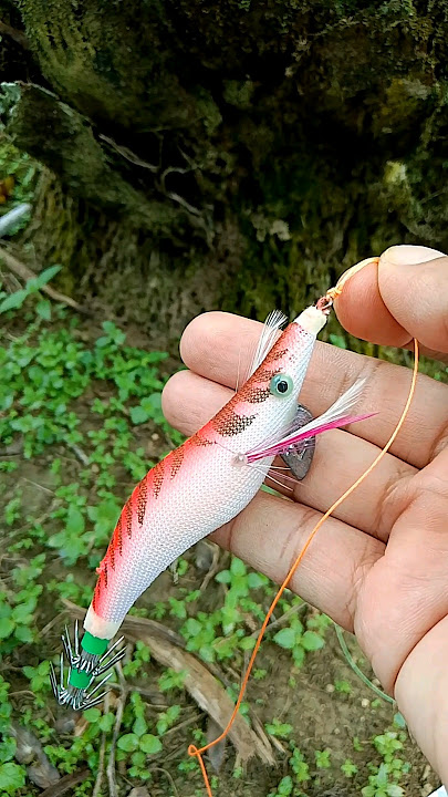 ternyata seperti ini cara mudah mengikat umpan tiruan untuk mancing ikan cumi #umpan #umpanjitu