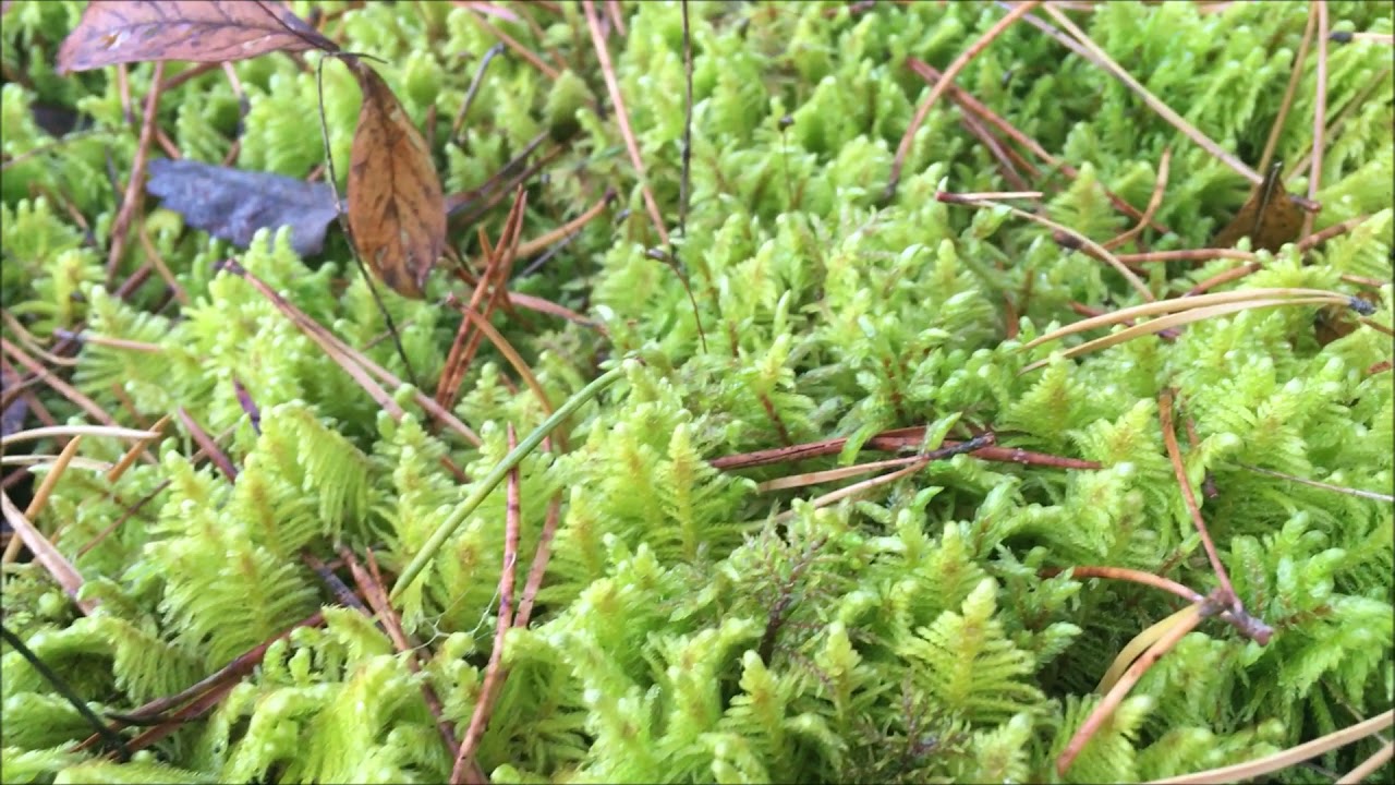 Lehviksammal Ptilium crista castrensis Palasi Virumaa Estonia 10 2021 mp4