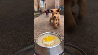Old Pig is such a troublemaker, so Little Yellow can only get the scraps #doglife #dogs #dogshorts