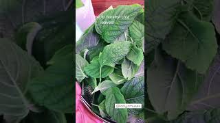 Harvesting Chia Leaves To Dry Them And Make Tea.