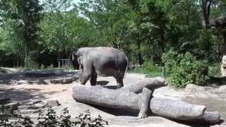 Baby elephant at play with parents.