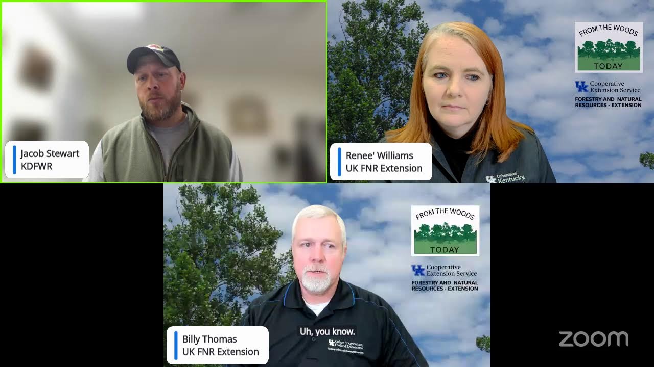 From the Woods Today - Exploding Trees