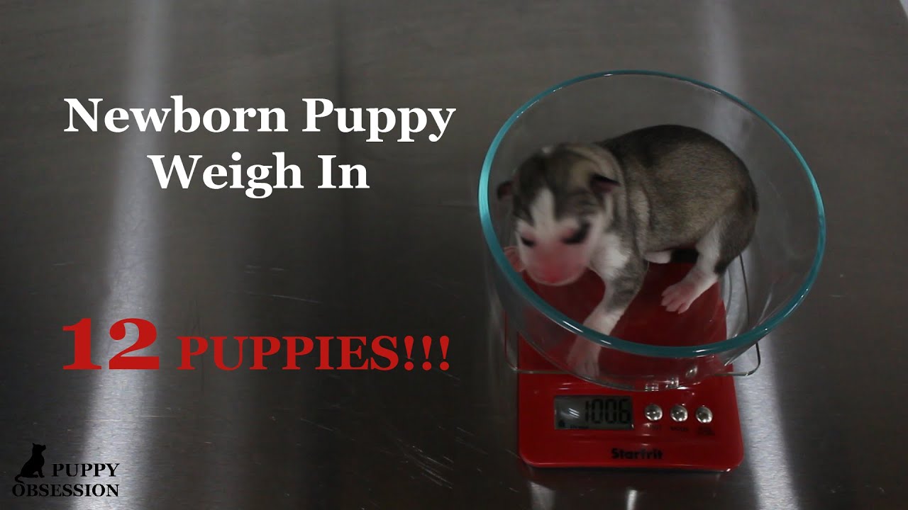 Newborn Puppy Weigh In Gerberian Shepsky German Shepherd Siberian