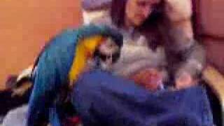 Jealous bird