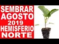 👉QUE SEMPRAR EN AGOSTO 2019 PLANTAR HEMISFERIO NORTE CALENDARIO DE SIEMBRA