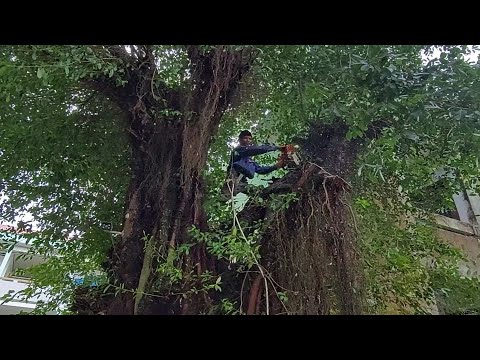 Video Cưa Cây Sộp Cổ Thụ, Siêu Khủng Lồ / Saw the Ancient... - youtube