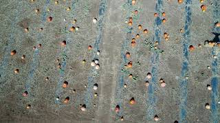 Carlsbad Pumpkin patch by Drone 3