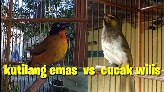 kolaborasi cucak wilis gacor vs kutilang emas gacor