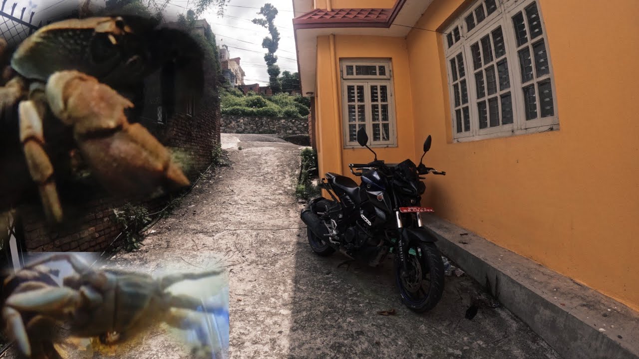 CRAB 🦀 LAI EARTHWORM 🪱 KAUDAI 