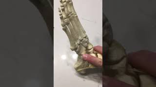 Syndesmotic Fixation: Technique