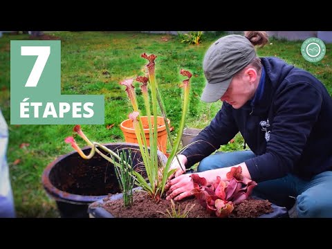 Vidéo: Jardin carnivore extérieur : conseils pour créer un jardin de plantes carnivores