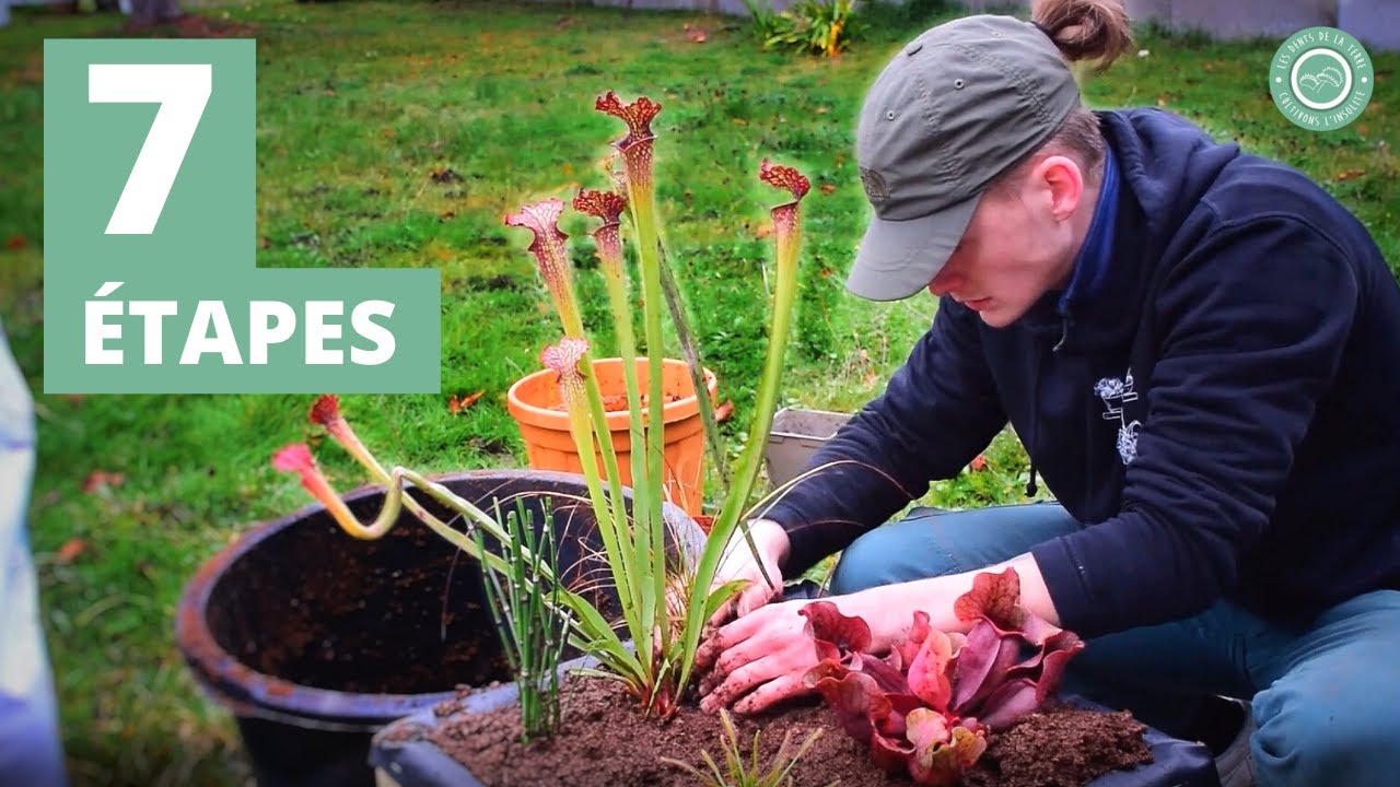 Plante Carnivore : Les 7 ÉTAPES pour Réussir la Création de sa TOURBIÈRE (artificielle) !
