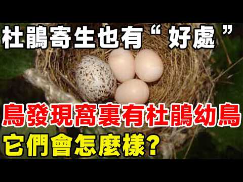 杜鵑寄生也有好處？ 鳥類發現窩裏有杜鵑幼鳥，它們會怎麼樣？#科普 #科普頻道 #动物