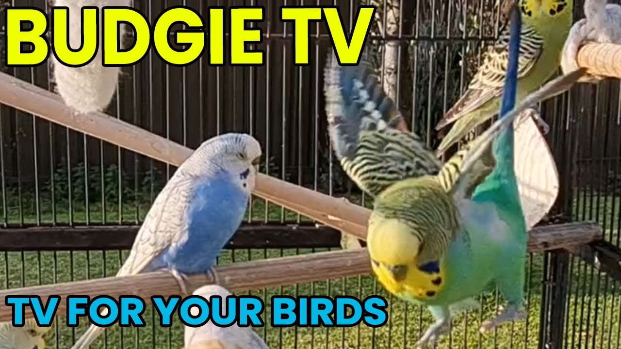 Budgie TV Bird Sounds To Get Your Bird To Talk YouTube Budgie tv bird sounds to get your bird to talk youtube