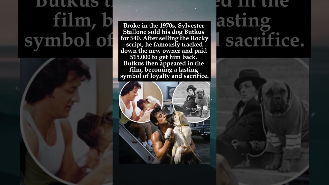 The Sacrifice and Redemption of Sylvester Stallone's Dog, Butkus