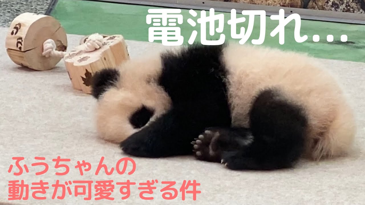 えっ 楓浜の寝顔見てたらお顔隠したw個性強くて無防備すぎる寝相のパンダファミリー アドベンチャーワールド Giantpanda Youtube