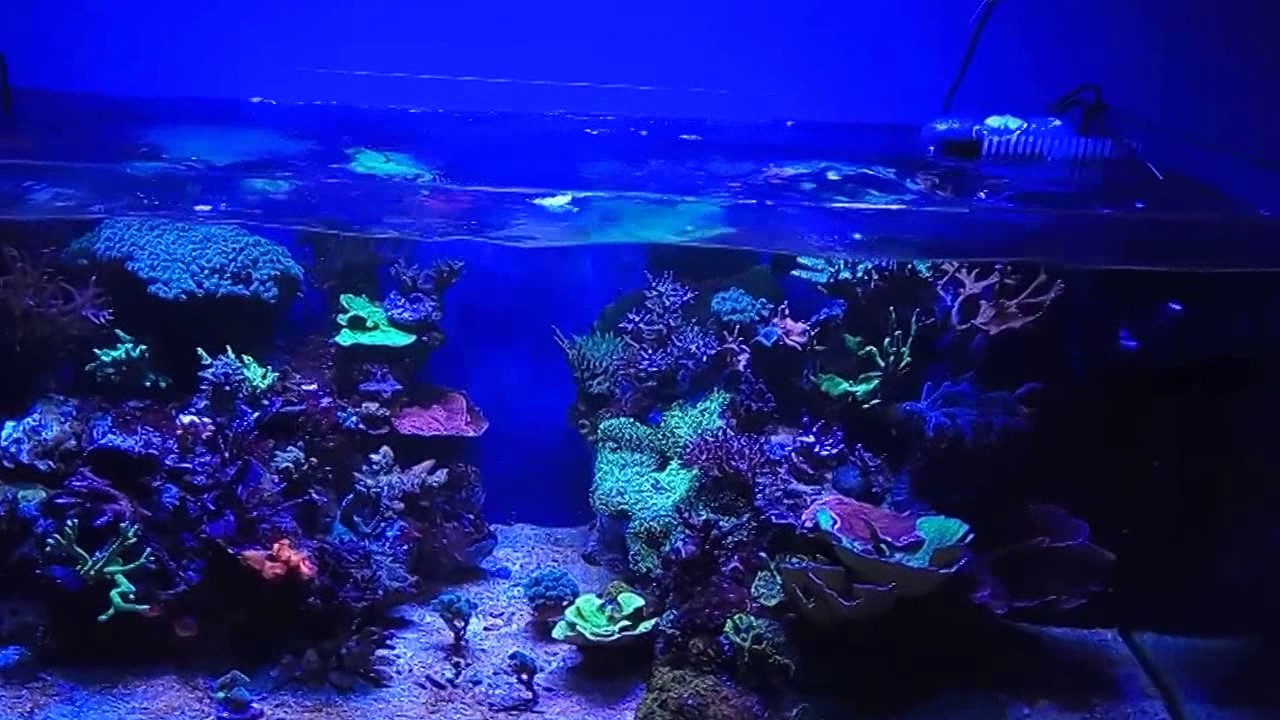 CORAL BOX QUIET PUMP - FIRST TIME USE