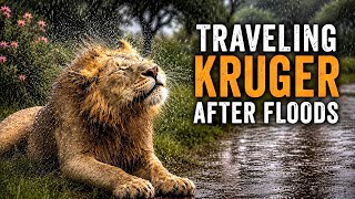 Traveling Kruger after floods : SATARA  Rest Camp - Kruger National Park 2026 | ep5