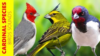 5 SPECIES OF CARDINALS, ONE OF WHICH IS RARE IN BRAZIL