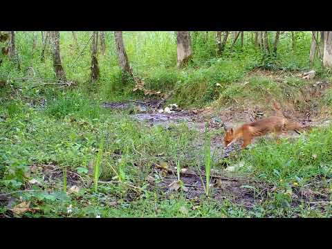 Bears and Wolves video thumbnail