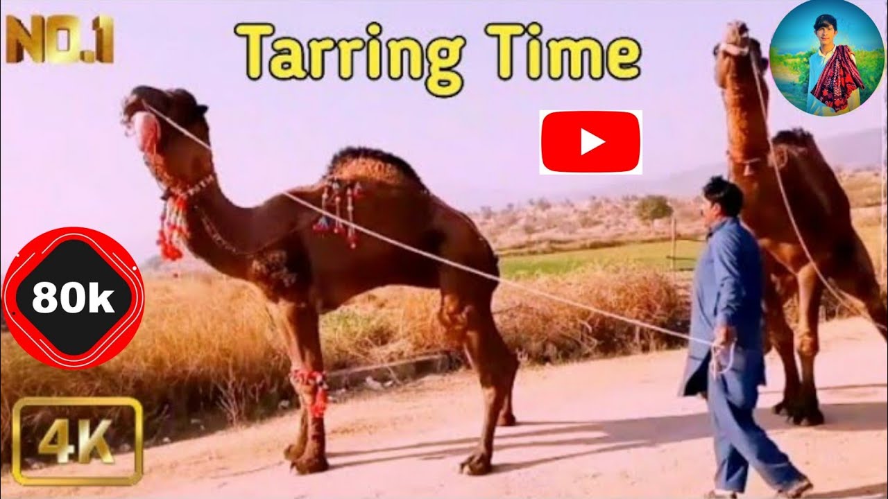 Kalyam Sharif Mela 2023 |Tarraing Time|Baba Fazal Shah Kalyami Urs Kalyam Sharif