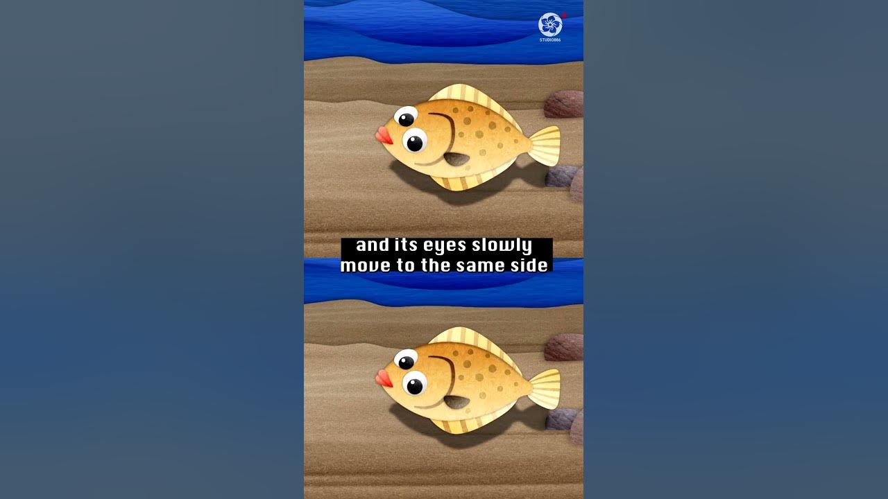Flounder can see easier studio886 shorts YouTube