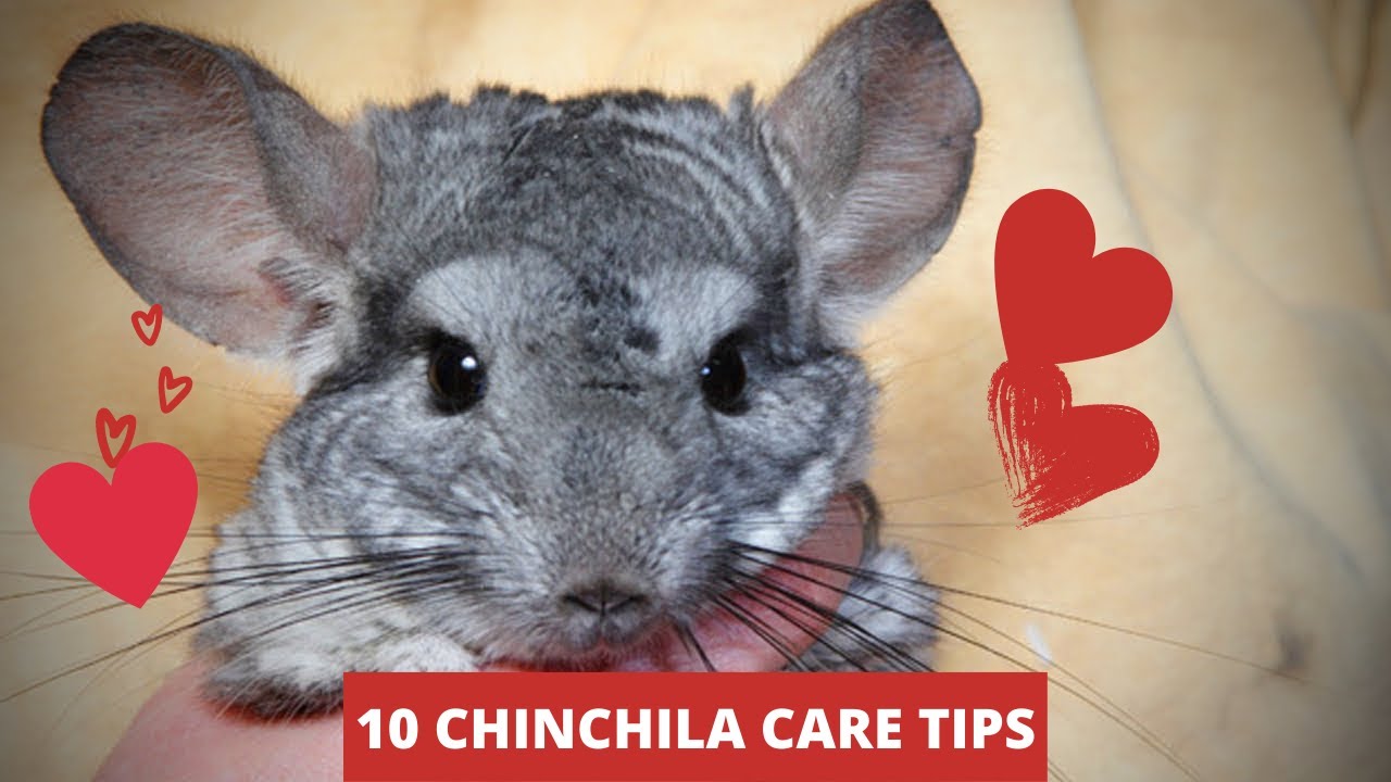 10 CHINCHILLAS CARE TIPS YouTube