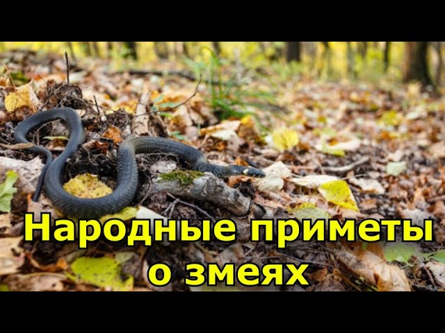 Народные приметы о змеях. К чему встретить змею на дороге?