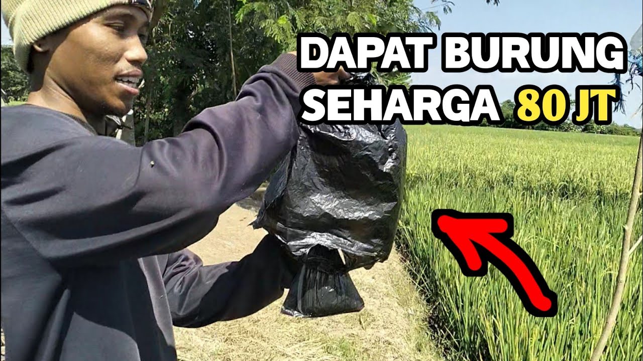 PIKAT BURUNG SEHARGA 80JT CUMA DIPOHON PISANG | ZONA BURUNG LIAR
