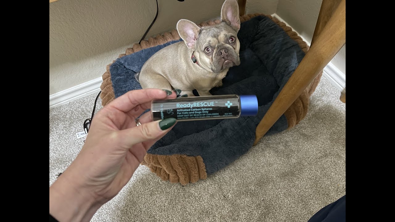 What I noticed about this dog first aid charcoal