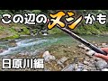 のっそり引くから何かと思ったら日原川ですごいのが…初体験！