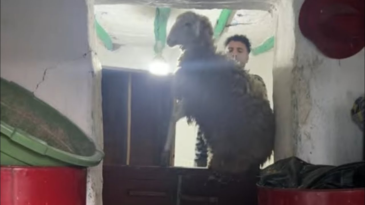 LIVE - BILAL AKKAD JDID A DRARI AJIW TCHOUFO CHENO 3ANDIRO