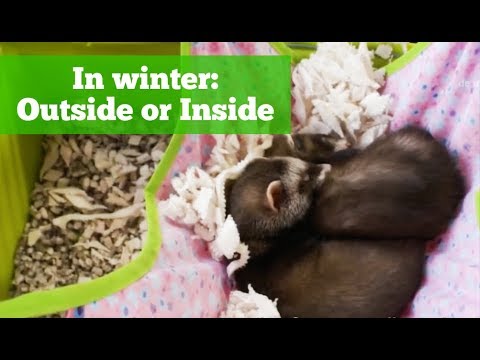 Do Ferrets Need a Heater? [The Critical Temperature Guide] - FaunaPulse ...
