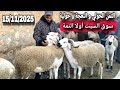 مباشرة من سوق السبت أولاد النمة إقليم الفقيه بن صالح 15 11 25 مع تمن الحولي و النعجة و حولية 