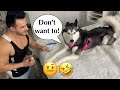 Telling Our Husky To Work Out!🤣 (SUBTITLES!)