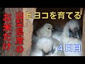 お米だけで鶏を育てる【4日目】