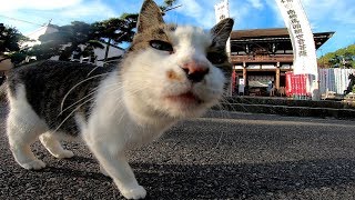 お寺を散歩する猫について行ってみる