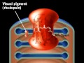 Molecular mechanism of Vision | Retina | Rhodopsin