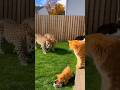 Brave🐈Cat Fights Leopards🐆to Protect Kitten勇敢な🐈猫が子猫を守るために2頭のヒョウ🐆と戦う용감한🐈고양이가 고양이를 지키기 위해 표범🐆두 마리와 싸운다